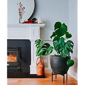 Plant Stand