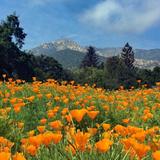 Santa Barbara Botanic Garden