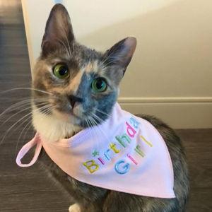 Wedding Babysitting for Chai (Credit Card)