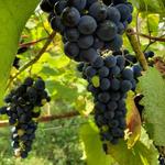 Spare Key Winery