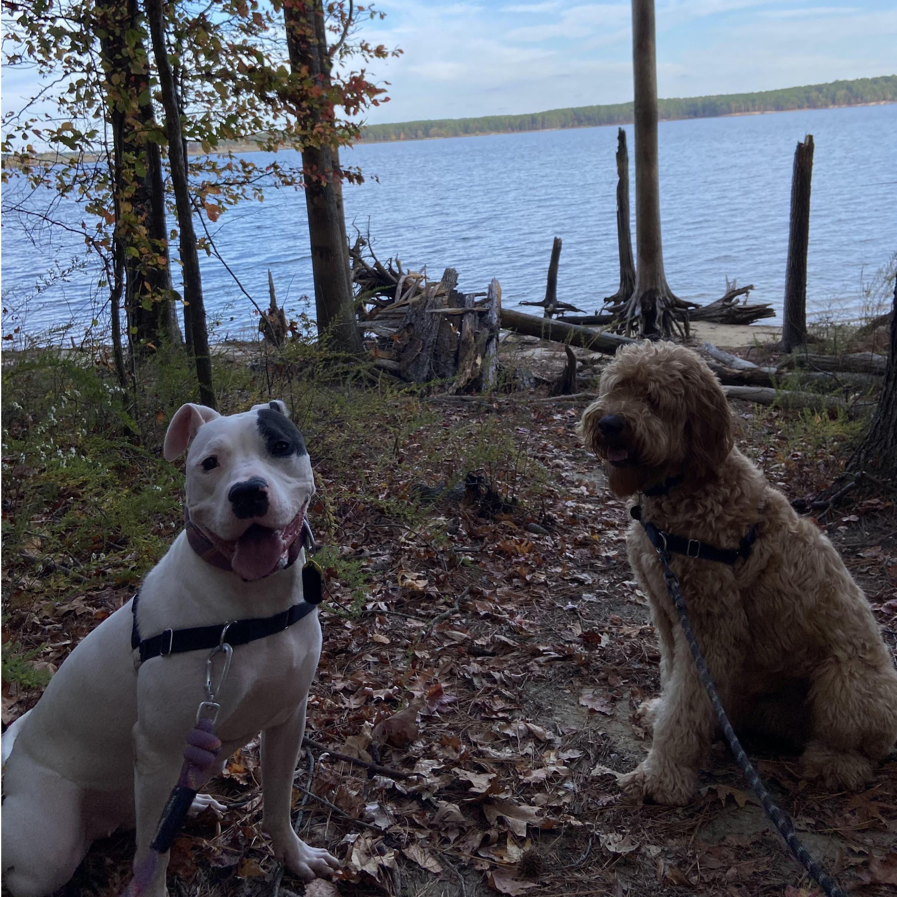 11.02.2022 | Loren and Milo move to Chapel Hill, NC for another travel assignment. Andrew and Luna visit every other weekend