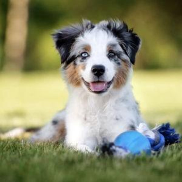Our future Puppy
