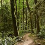 Forest Park
