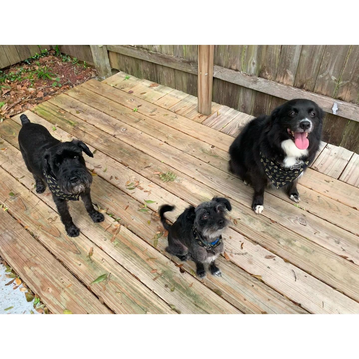 Our dogs enjoying one of our vacations. (Remus, Padfoot, and Bahloo)