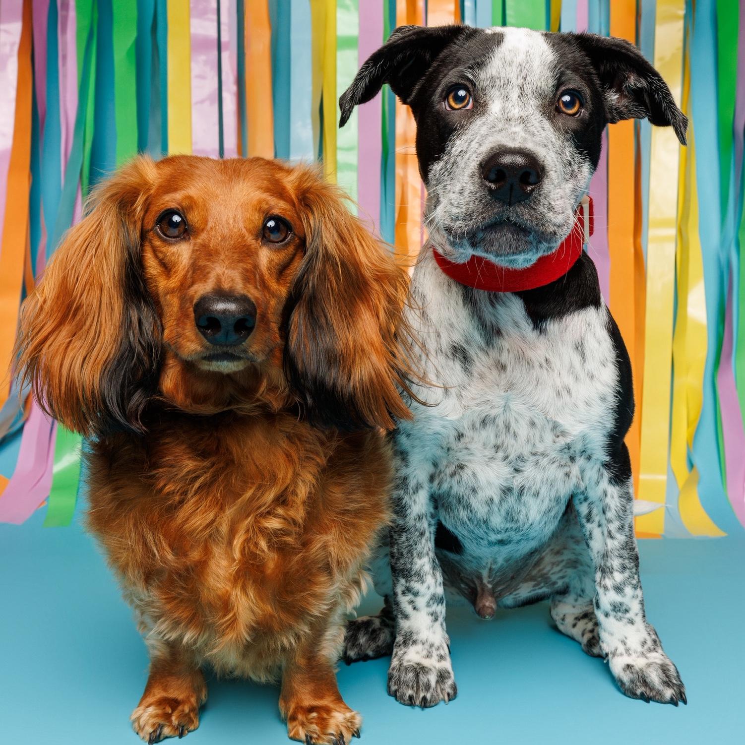 Dogs forced into an Easter photo