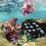 Snorkle Tour