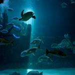 North Carolina Aquarium at Pine Knoll Shores