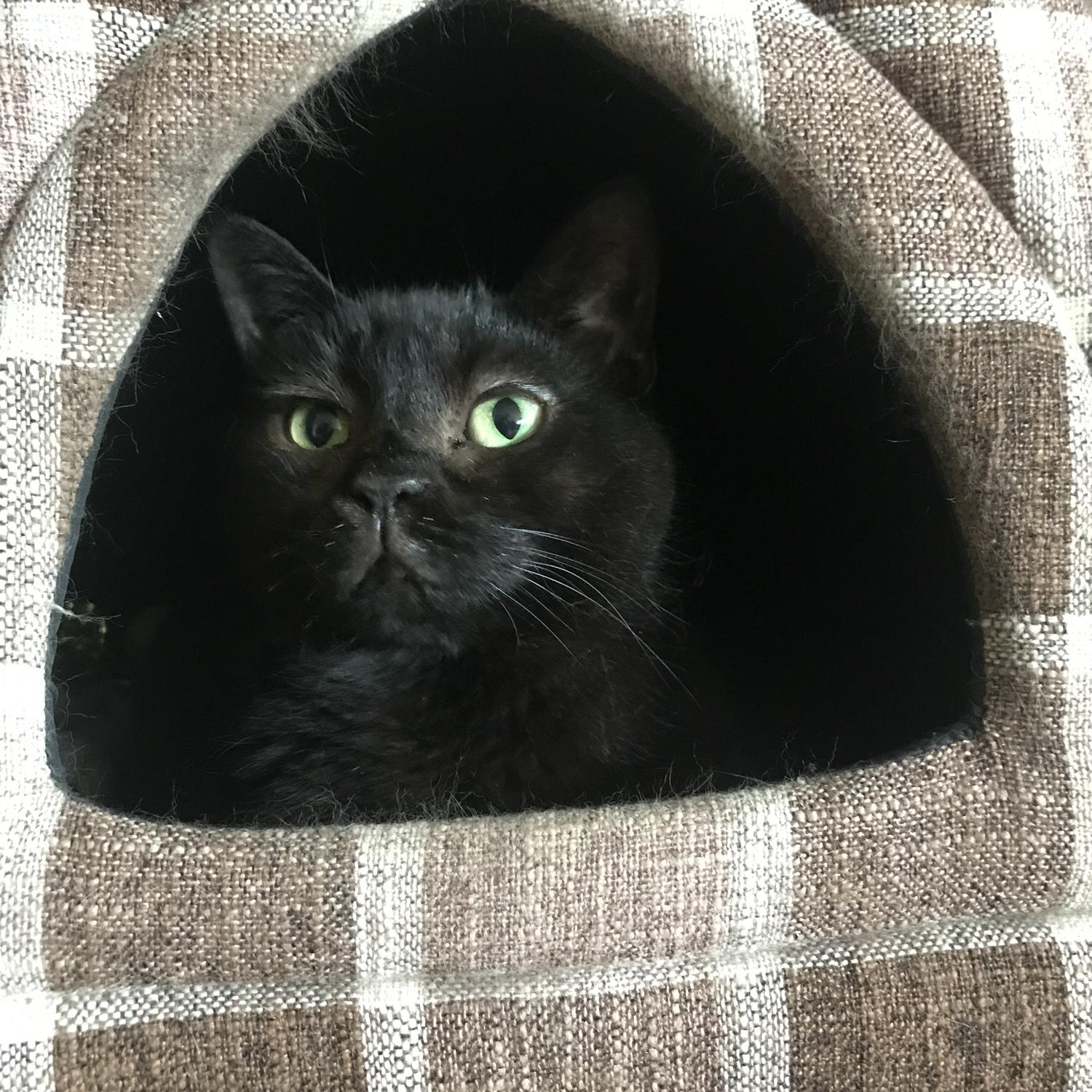 Bobbi!  Our little furry ball of love.