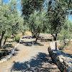 Cretan Olive Oil Farm