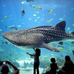 Georgia Aquarium Membership