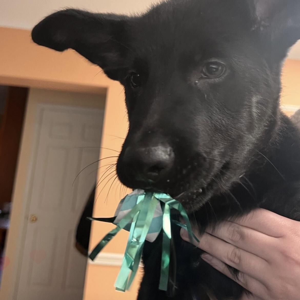 Heineken was ready to celebrate his sister’s birthday !