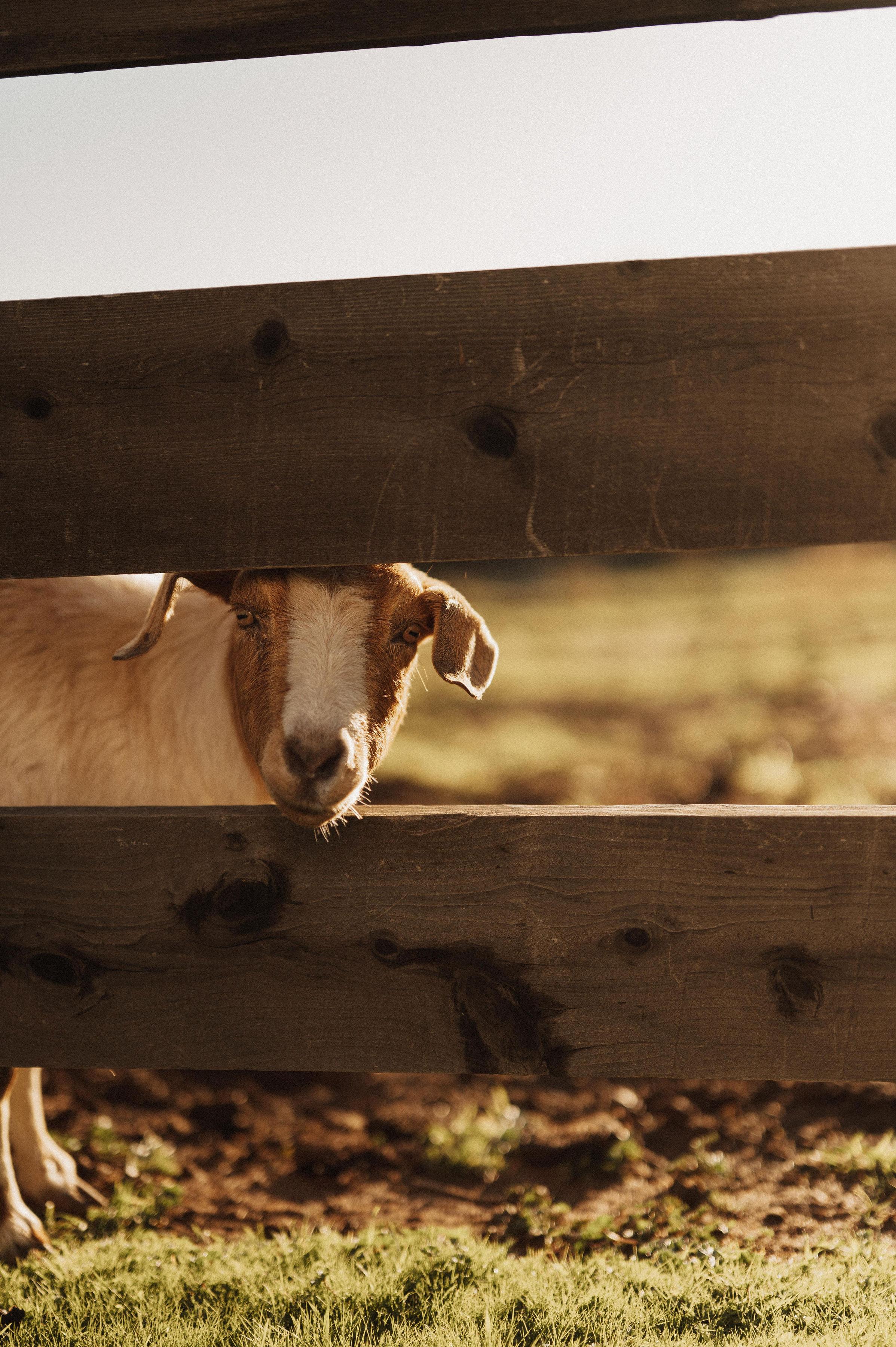 The Wedding Website of Julia Yoder and Jake Cammon