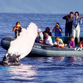 Whale Watch Adventure Tour for 2 - Lahaina, HI