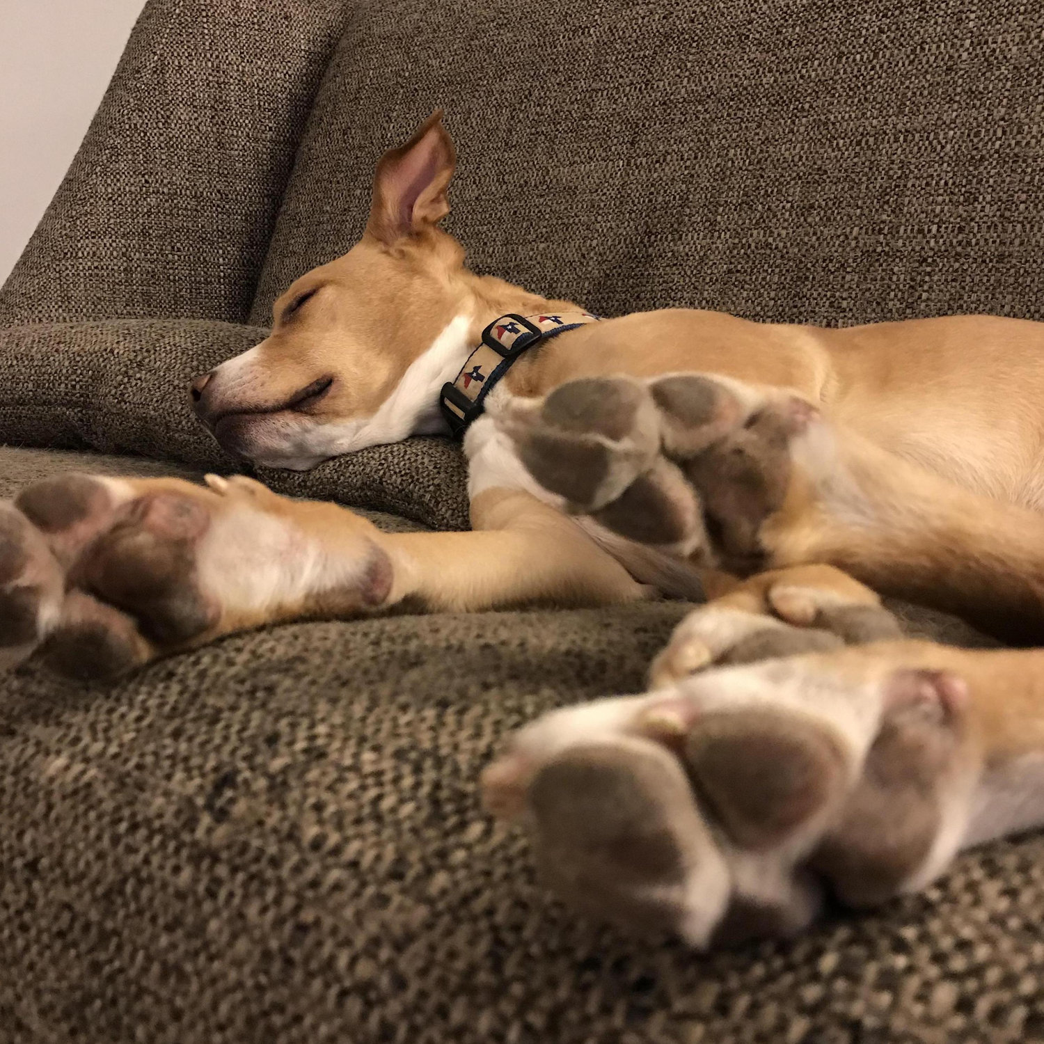 Resting his tootsies before the big giveaway!