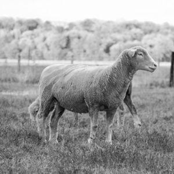 Sheep Fund