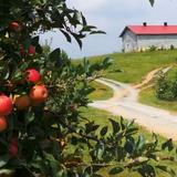 Mercier Orchards