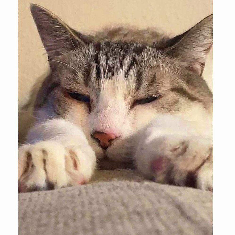 Diesel (aka slinky the cat) - ain't he the cutest?