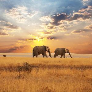 HONEYMOON FUND (South Africa!)
