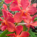 Phantasea Tropical Botanical Garden