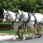 Lexington Carriage Company