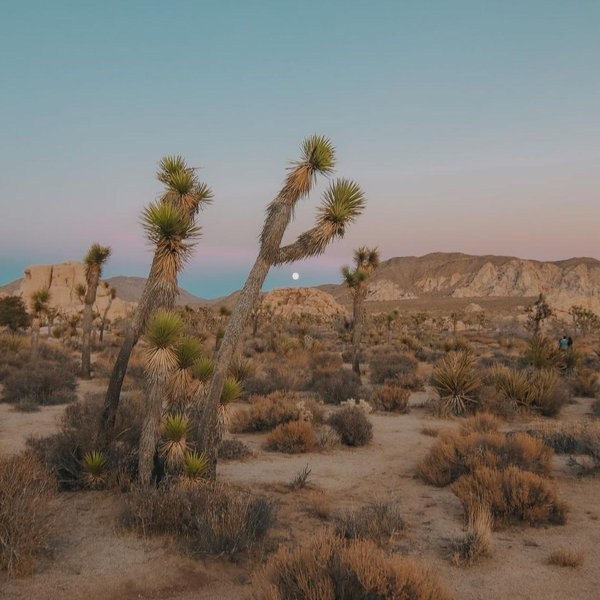 Our Honeymoon to Joshua Tree!