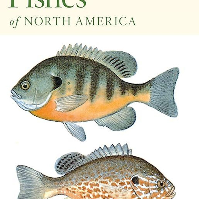 Peterson First Guide To Fishes Of North America