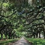 Boone Hall Plantation & Gardens