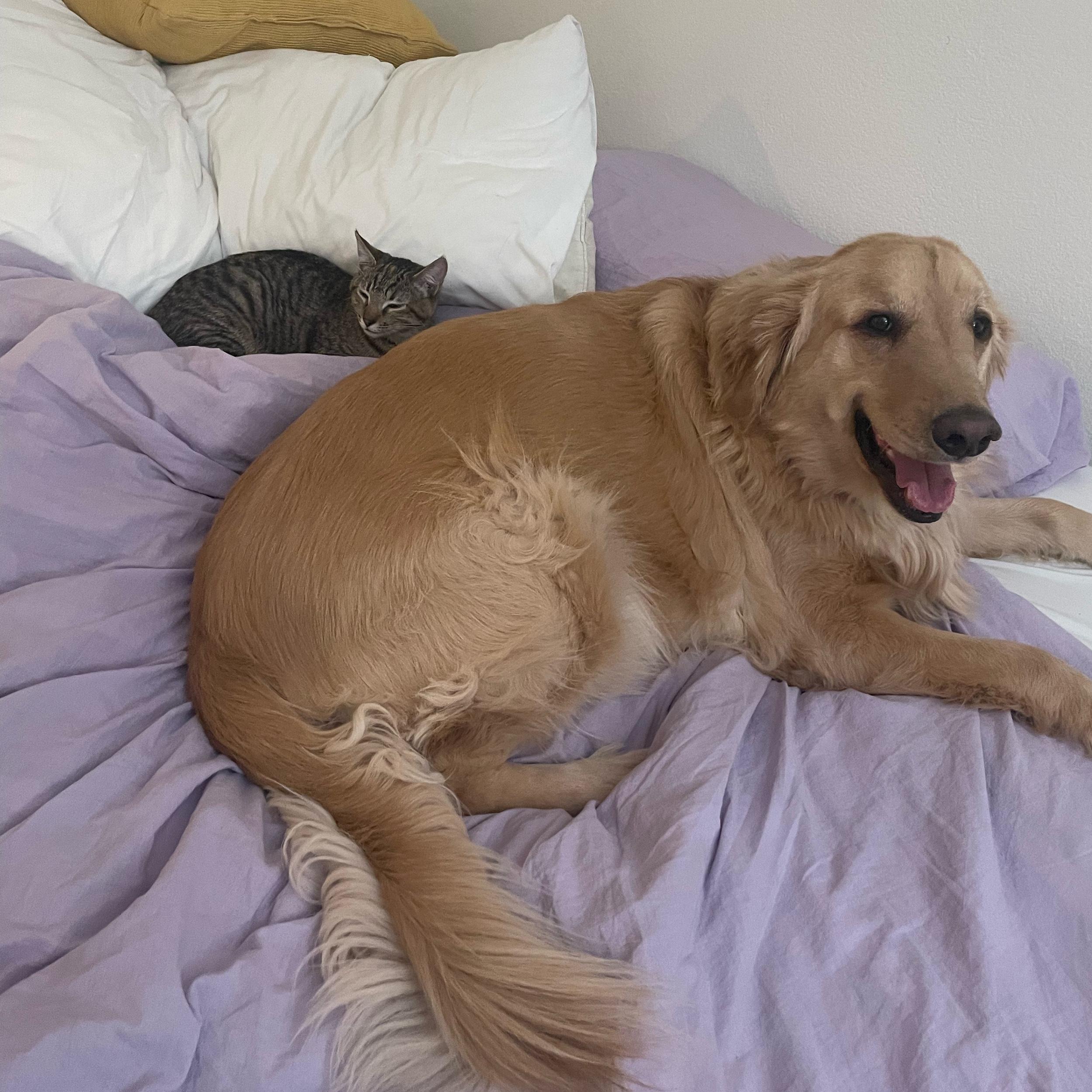 Pet Vacation For Our Honeymoon