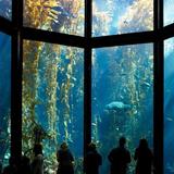 Monterey Bay Aquarium