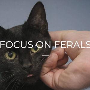 Donation to Focus on Ferals