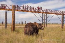The Wild Animal Sanctuary
