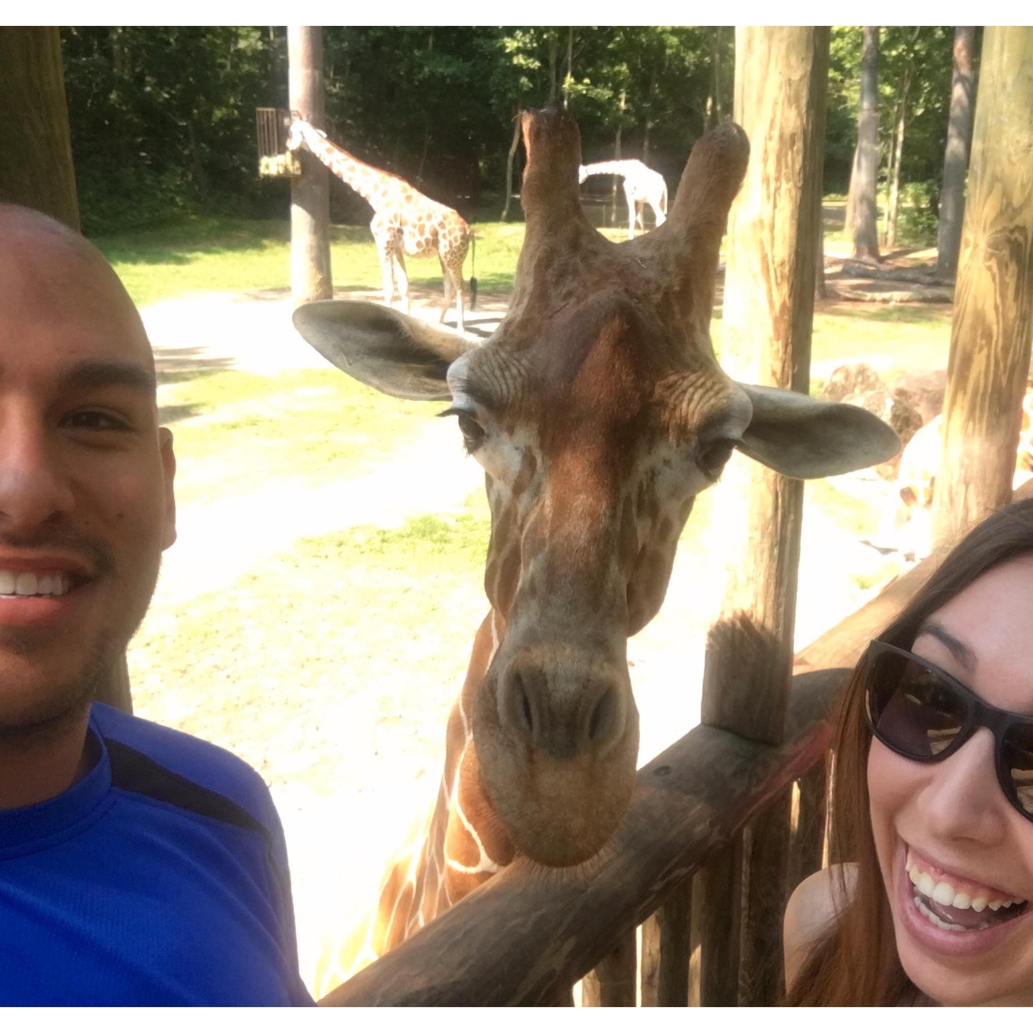 A trip to the Riverbanks Zoo & Garden in Columbia, SC when David visited Addison during her internship - July 2016