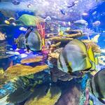 Ripley's Aquarium of Canada