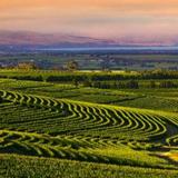 McLaren Vale Wineries