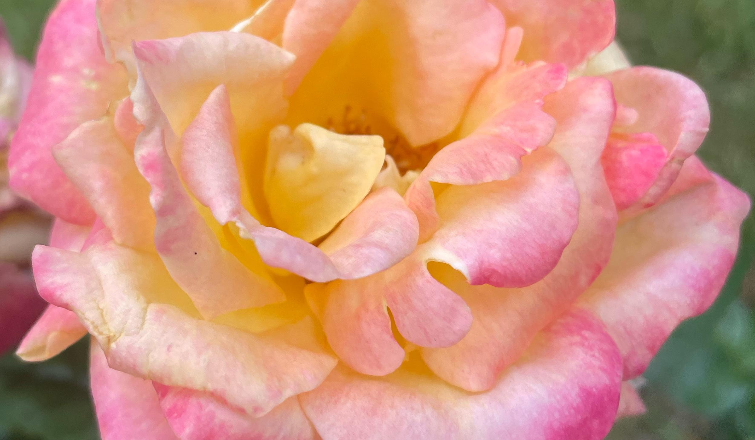 The Wedding Website of Lily Hersh and Ryan Hersh