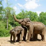 Saint Louis Zoo