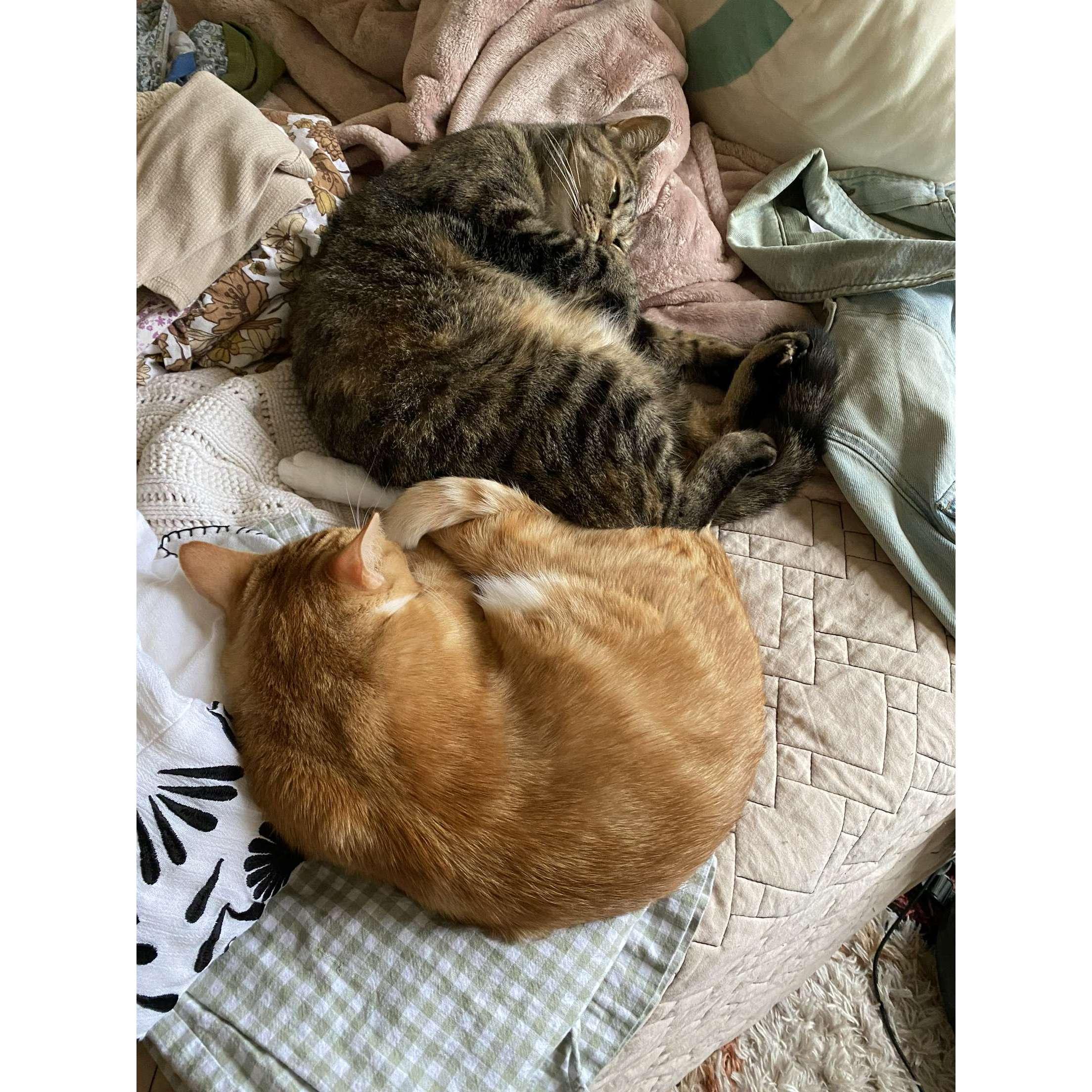 Our cats, Uva (top, tabby) and Ducky (orange, bottom).