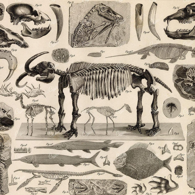 Museum fund