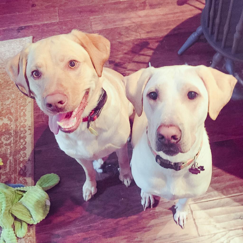Hampton and June - Our Beloved Pupdogs