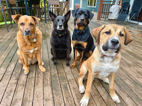 Our pack...Piper, Bishop, Madison and Mark.