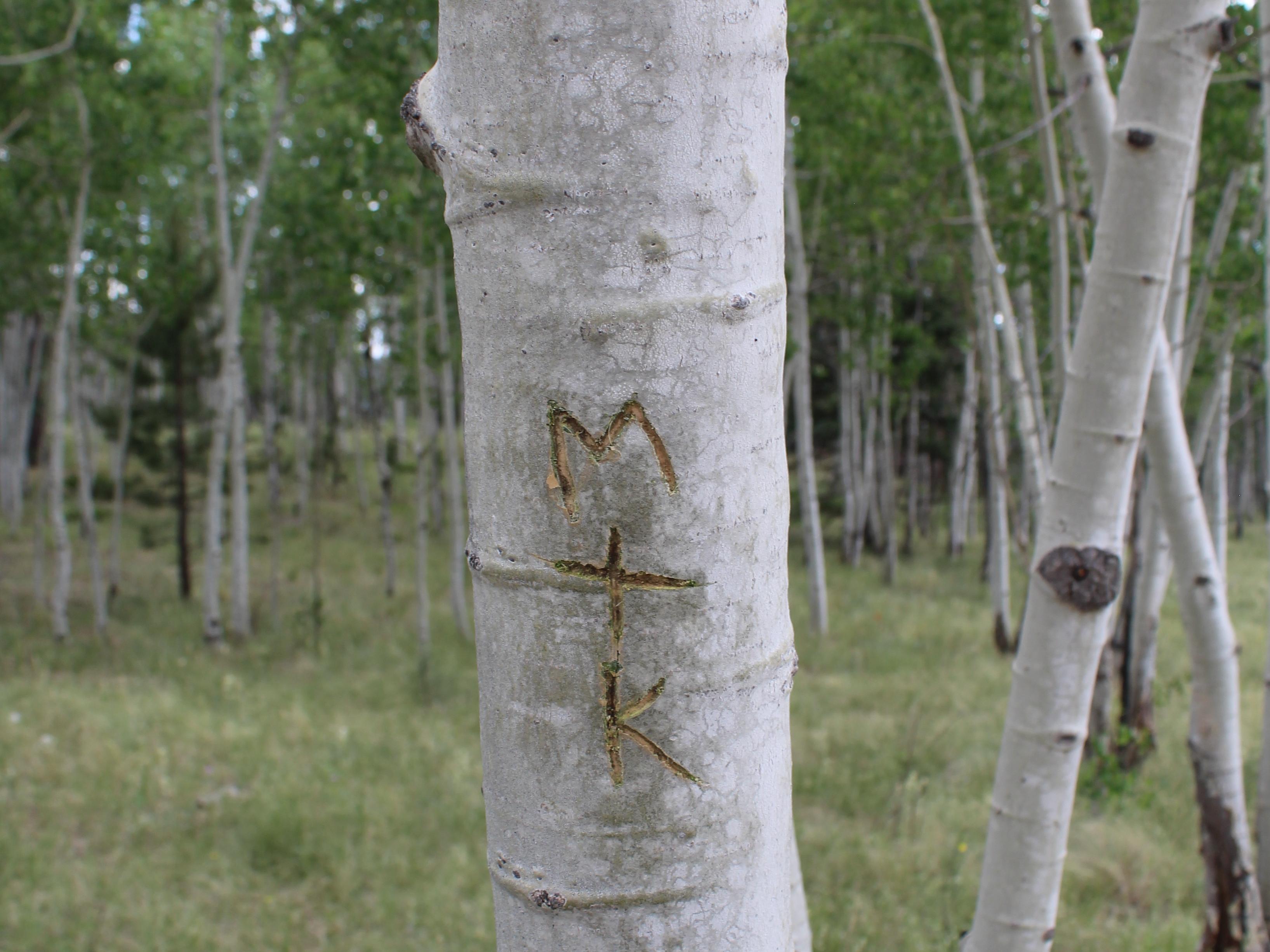The Wedding Website of Kylee Matheson and Morghon  Thompson 