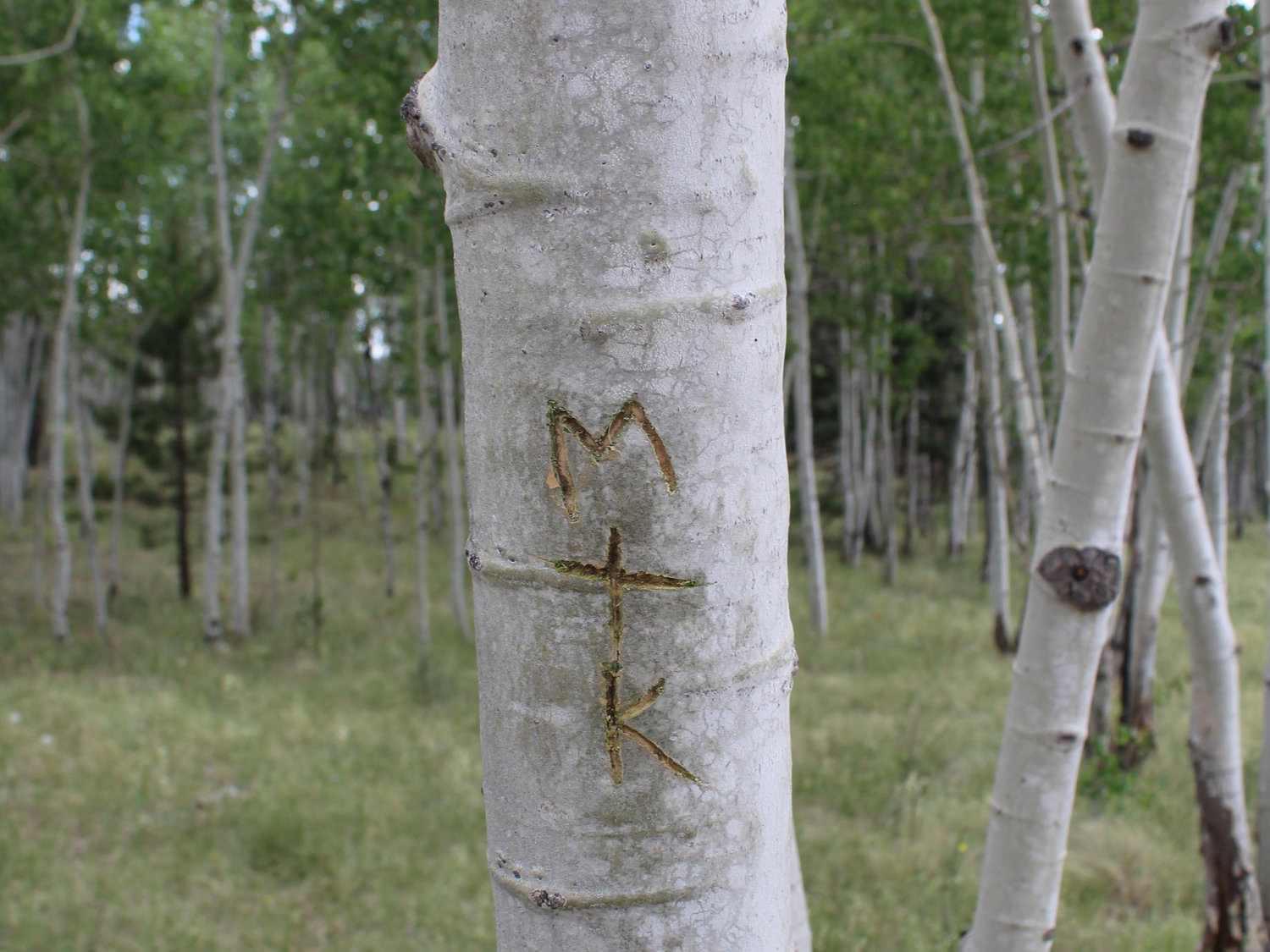 The Wedding Website of Kylee Matheson and Morghon  Thompson 