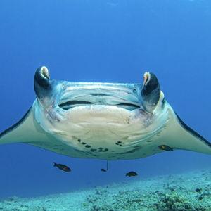 Swimming with Manta Rays