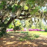 Airlie Gardens