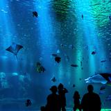 Mystic Aquarium