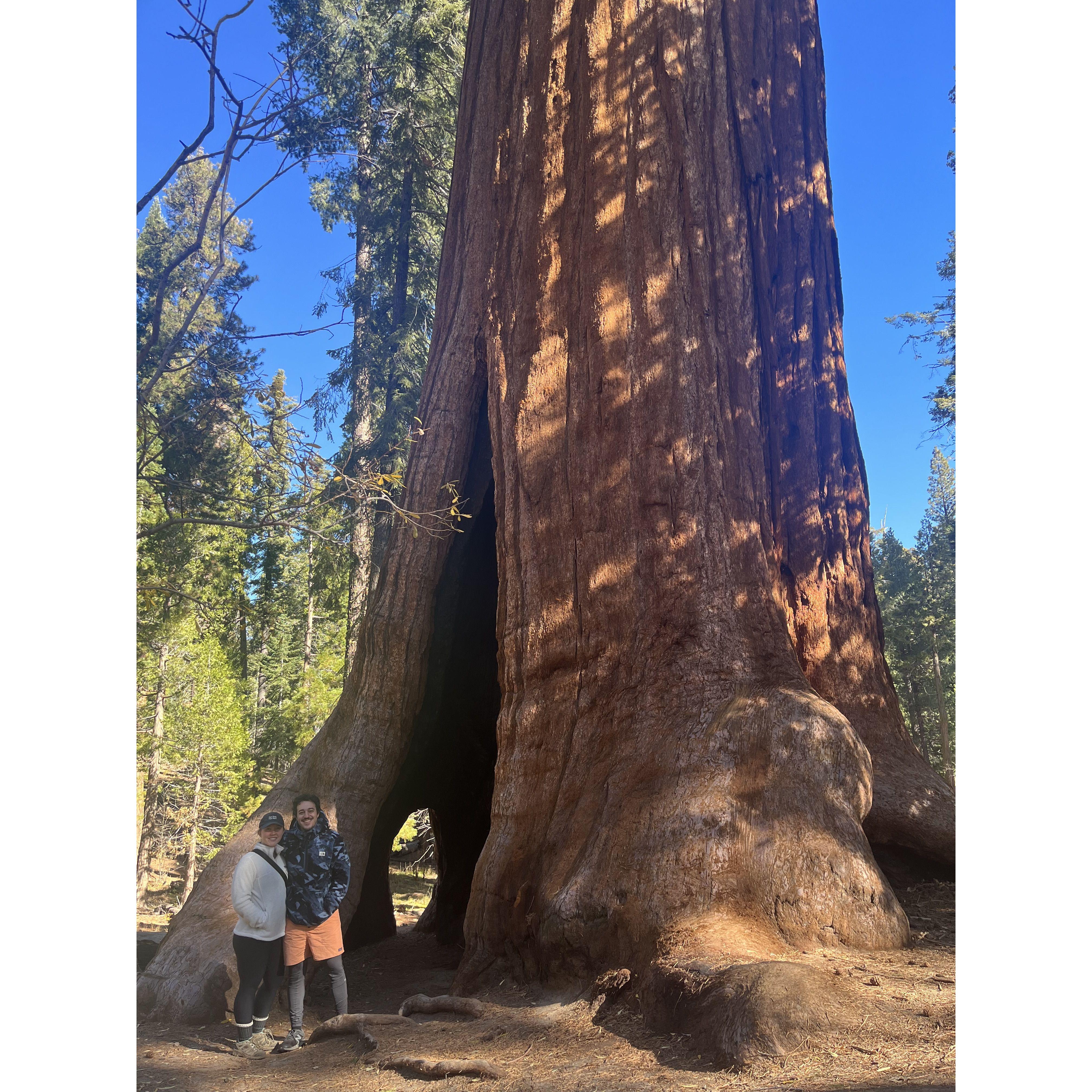 Sequoia National Park - Thanksgiving 2023. We tried car camping for the first time and saw some really big trees