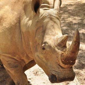 Up Close With Rhinos