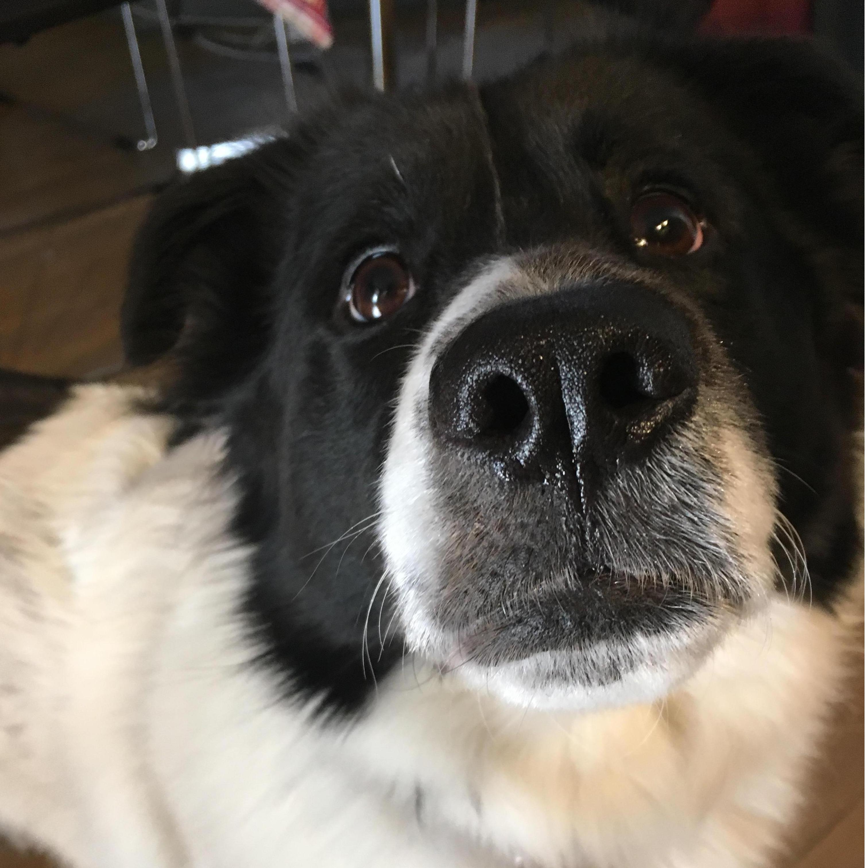 Our perfect dog, Fischer