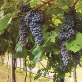 Viñedos Tierra Tinta