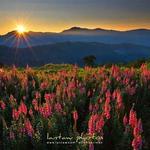 Northern Blossom Flower Farm